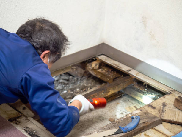 Mold Removal and Inspection in Ramseur, NC
